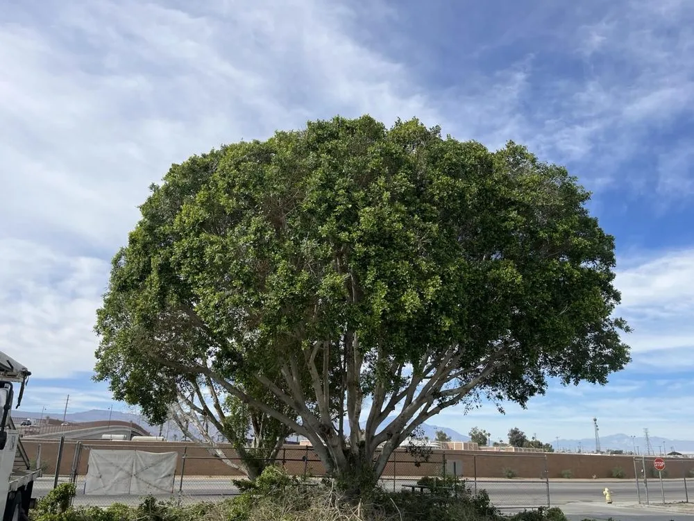 Custom residential landscaping near you in Thermal, CA by Macarios Tree Service