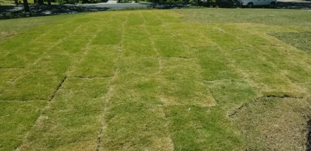 Expert lawn care service for year-round maintenance in Greenville, SC by Maceda Landscaping Services