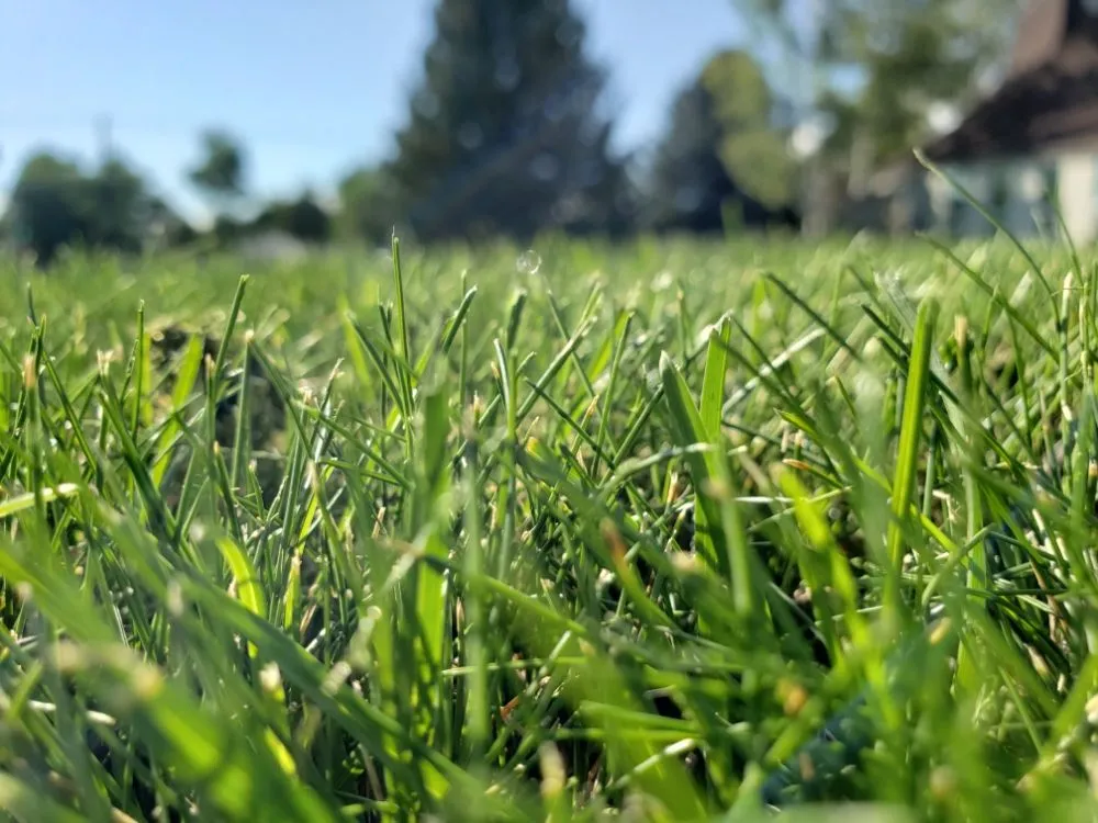 Affordable landscape design for residential properties across Billings, MT - Mach 5 Services