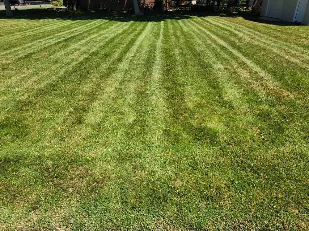 Reliable yard cleanup service near you in Billings, MT by Mach 5 Services