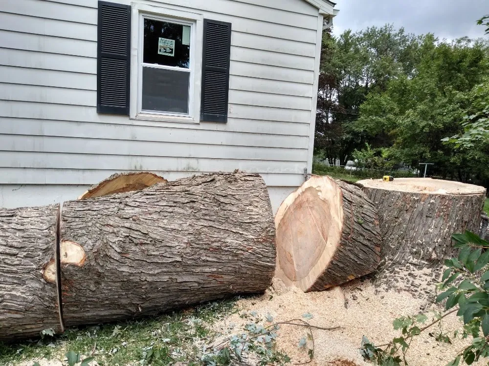 Reliable yard cleanup service in Owings Mills, MD by Machado Landscaping & Tree Services