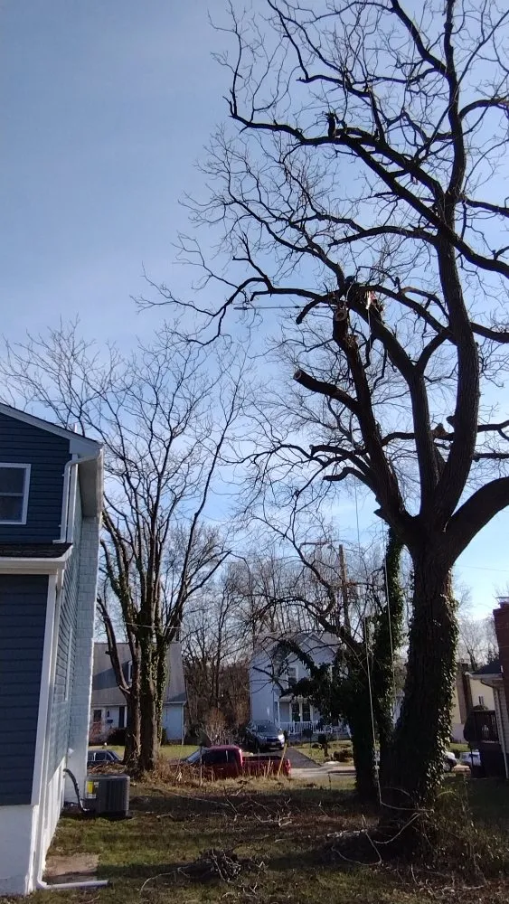 Professional yard cleanup service in Owings Mills, MD - Machado Landscaping & Tree Services