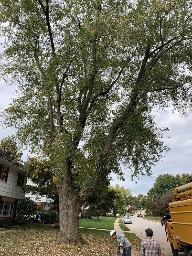 Trusted yard maintenance experts serving Owings Mills, MD - Machado Landscaping & Tree Services