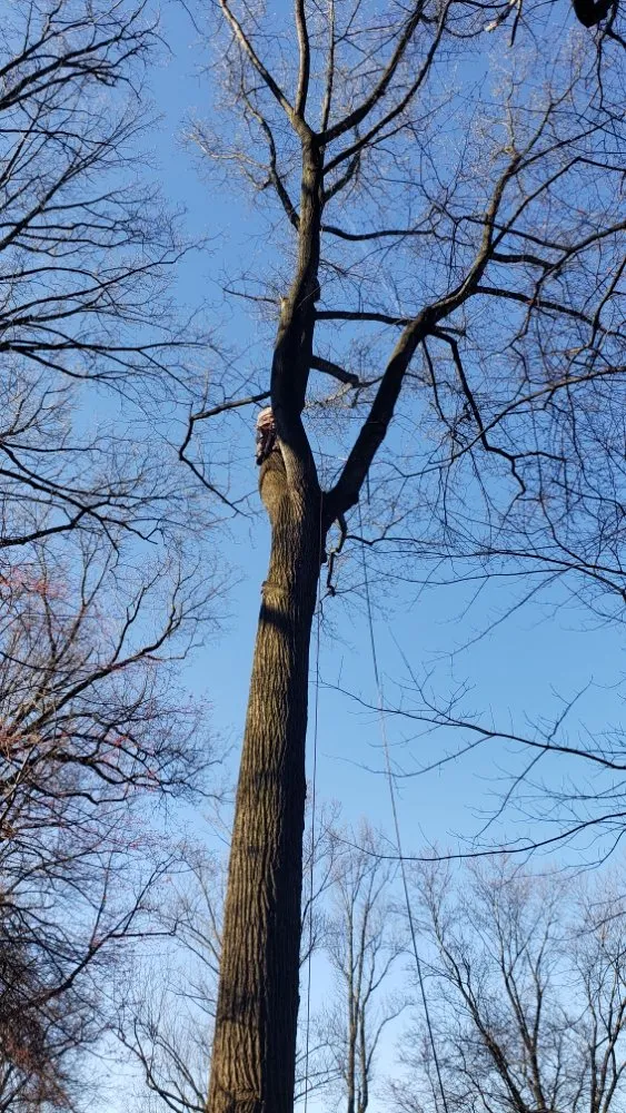 Trusted lawn care service for year-round maintenance across Owings Mills, MD - Machado Landscaping & Tree Services