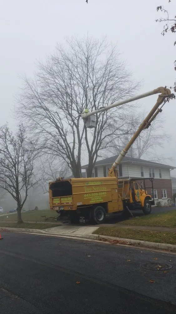 Trusted yard maintenance in Owings Mills, MD by Machado Landscaping & Tree Services