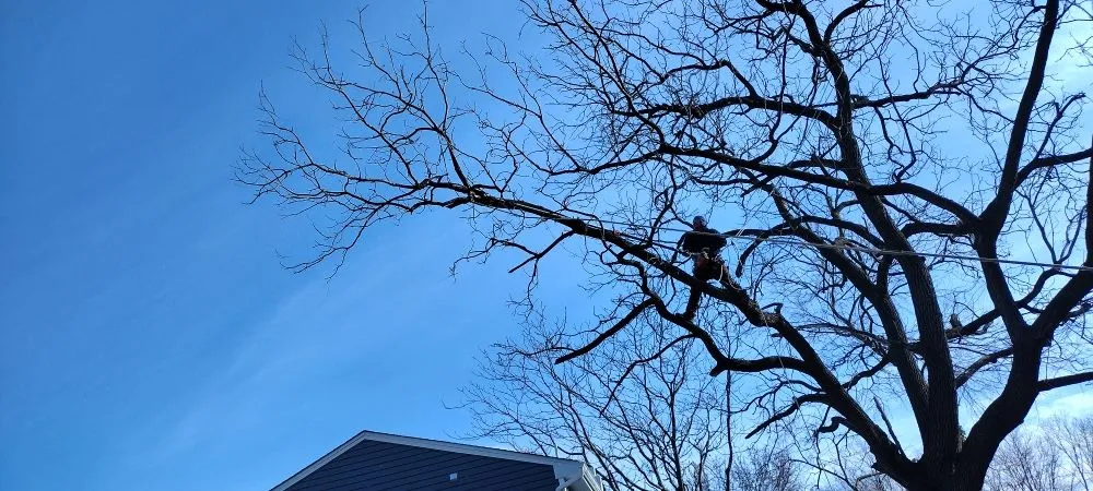 Top-rated lawn care service for outdoor upgrades across Owings Mills, MD - Machado Landscaping & Tree Services