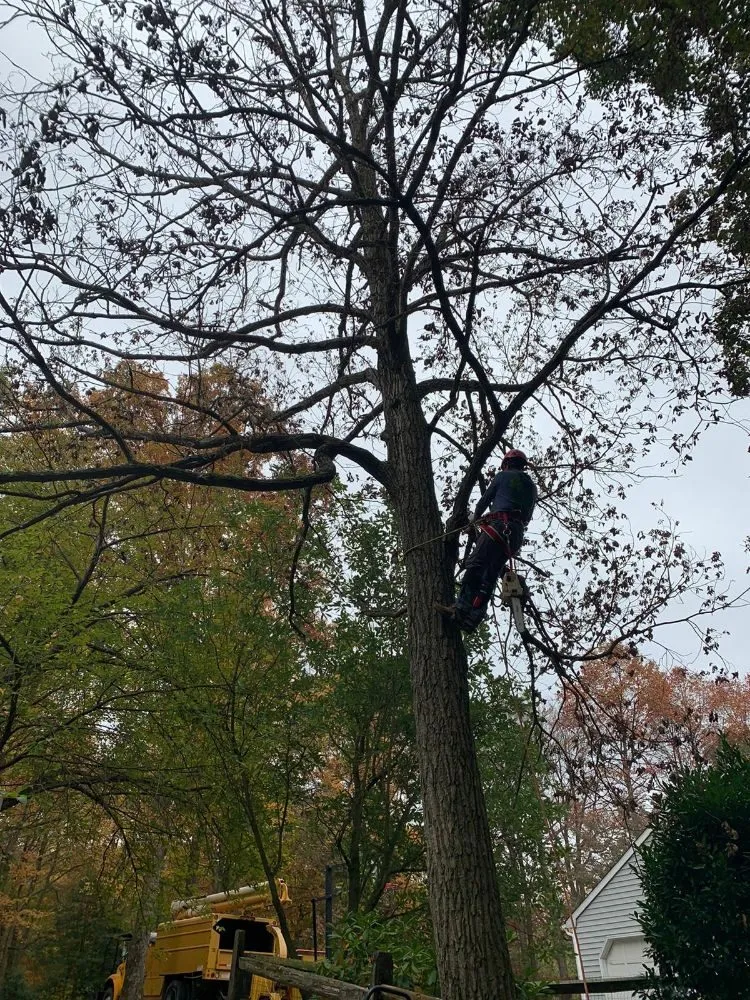 Affordable residential landscaping in Owings Mills, MD - Machado Landscaping & Tree Services