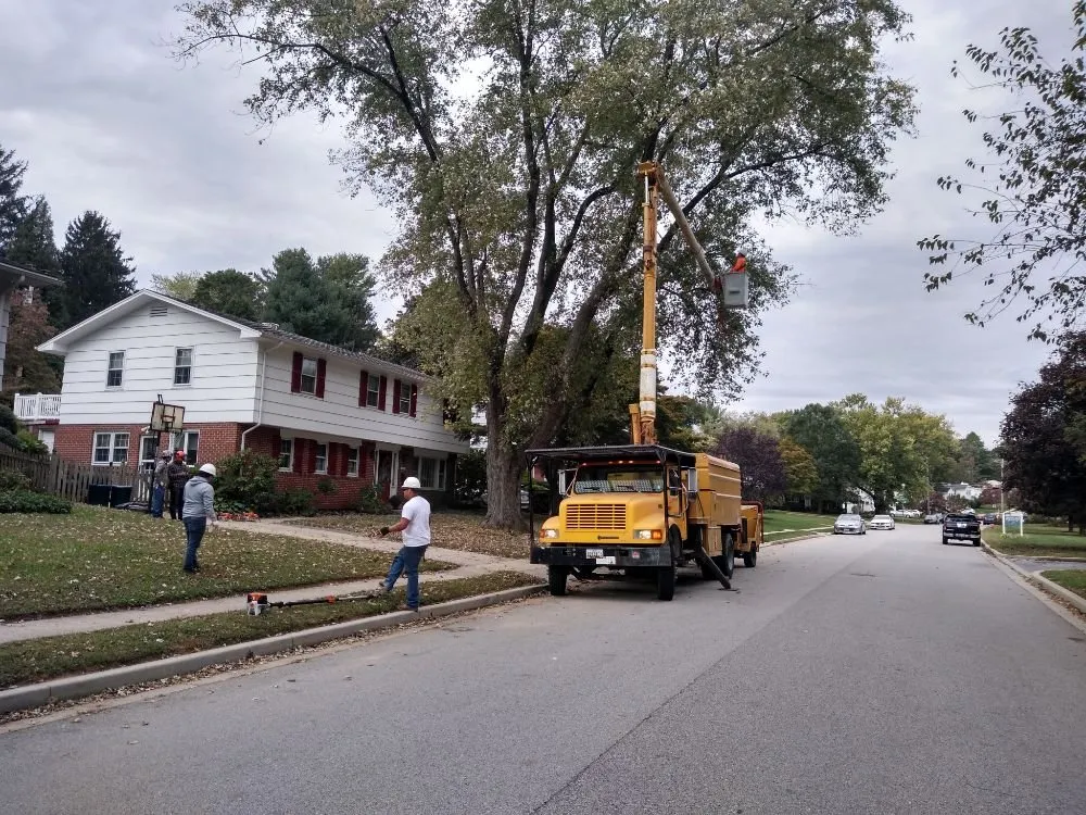 Expert landscape installation for beautiful yards across Owings Mills, MD - Machado Landscaping & Tree Services