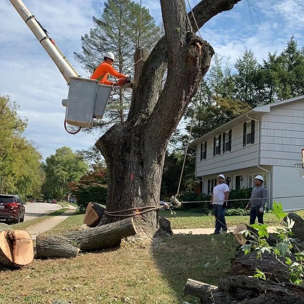 Reliable landscaping services near you across Owings Mills, MD - Machado Landscaping & Tree Services