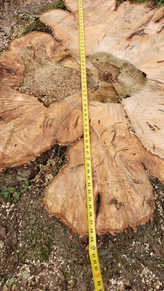 Expert landscaping services experts serving Owings Mills, MD - Machado Landscaping & Tree Services