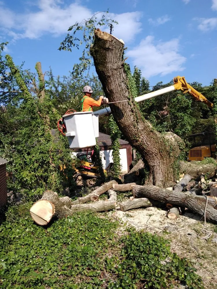 Affordable lawn care service in Owings Mills, MD by Machado Landscaping & Tree Services