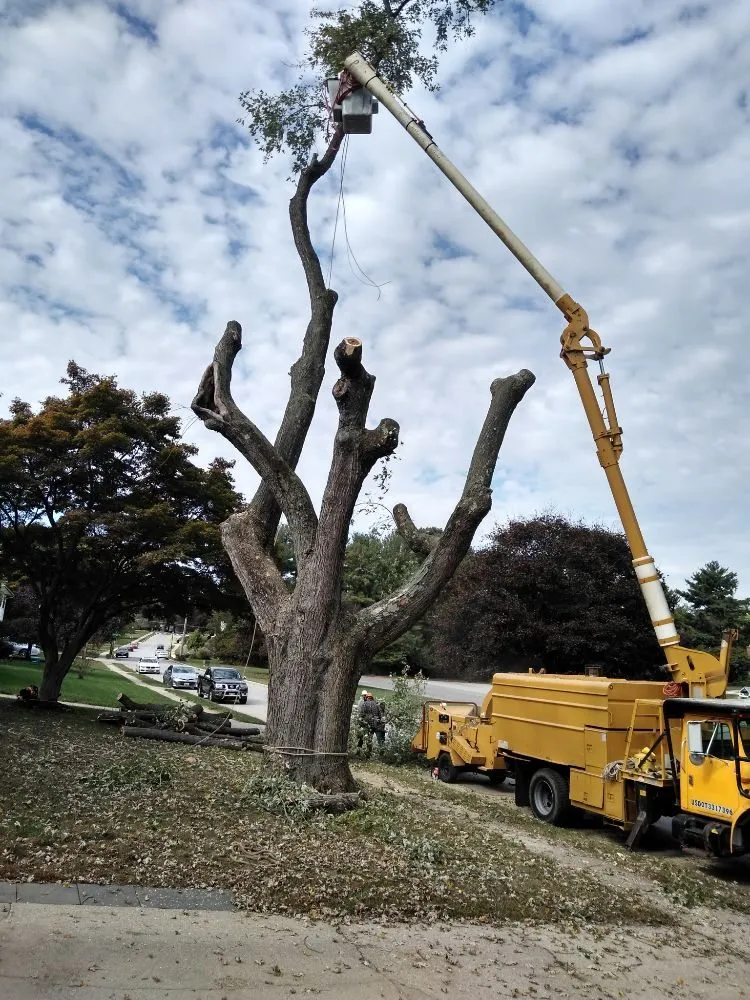 Trusted landscape design for beautiful yards across Owings Mills, MD - Machado Landscaping & Tree Services