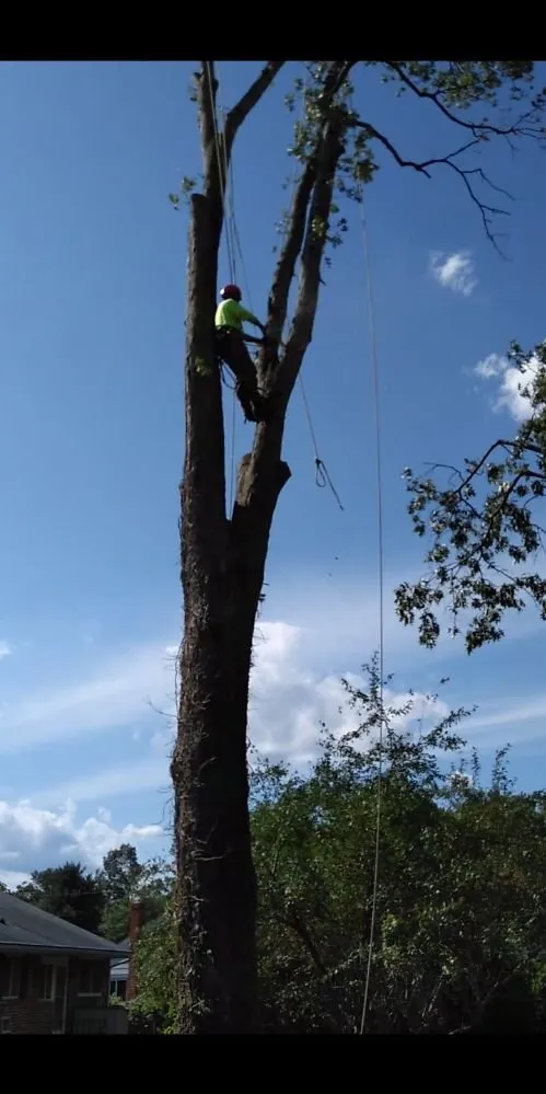 Local garden landscaping for year-round maintenance in Owings Mills, MD by Machado Landscaping & Tree Services