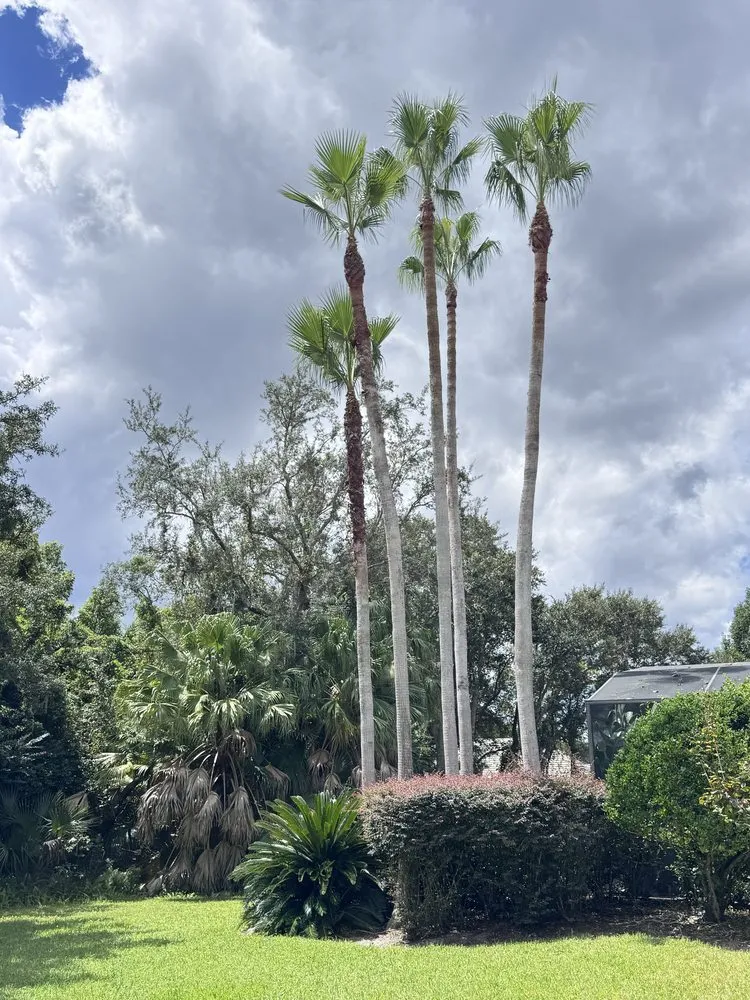 Trusted landscape design experts serving Orlando, FL - Machin Rojas