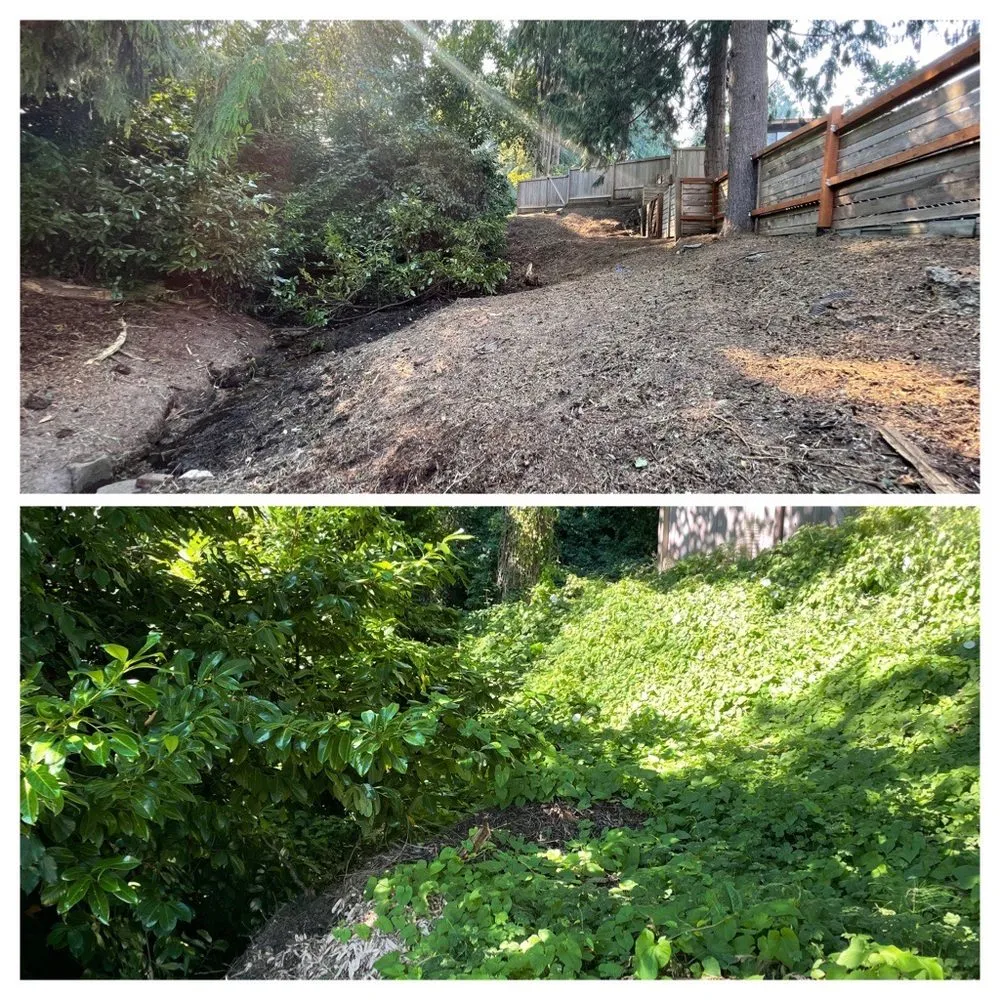 Top-rated lawn mowing service for outdoor upgrades across Auburn, WA - Maci Landscaping Services