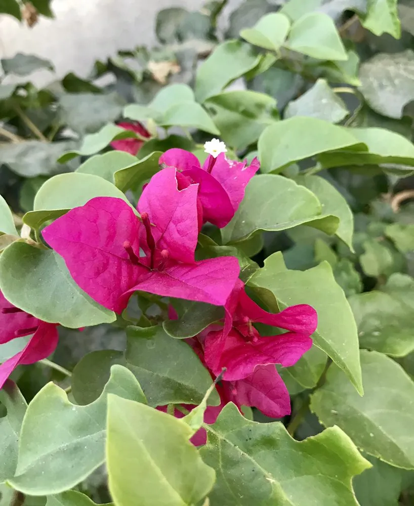 Expert landscape installation for year-round maintenance across North Hills, CA - Macias Landscape