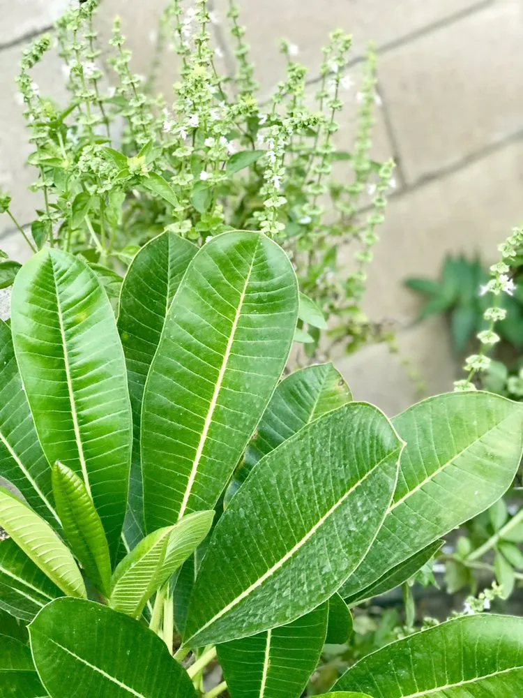 Reliable garden landscaping experts serving North Hills, CA - Macias Landscape