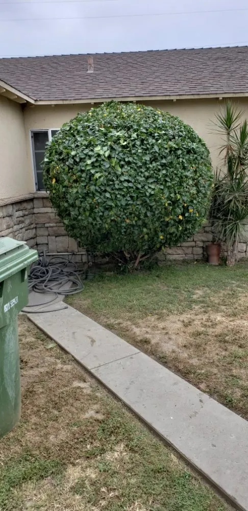 Expert lawn care service in North Hills, CA by Macias Landscape