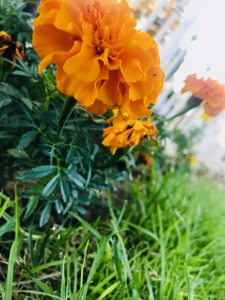 Professional lawn care service in North Hills, CA by Macias Landscape