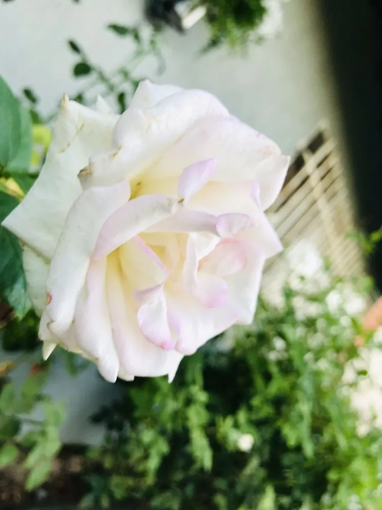 Affordable landscaping services in North Hills, CA by Macias Landscape