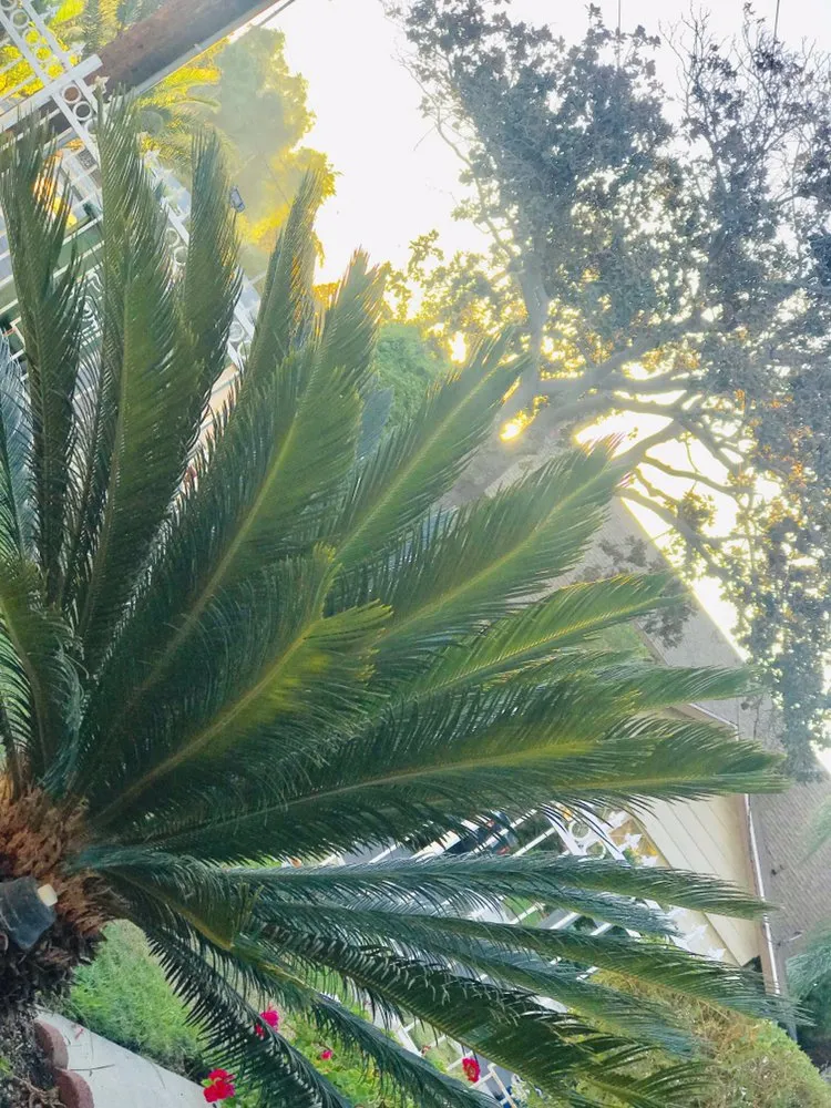 Top-rated yard maintenance in North Hills, CA by Macias Landscape