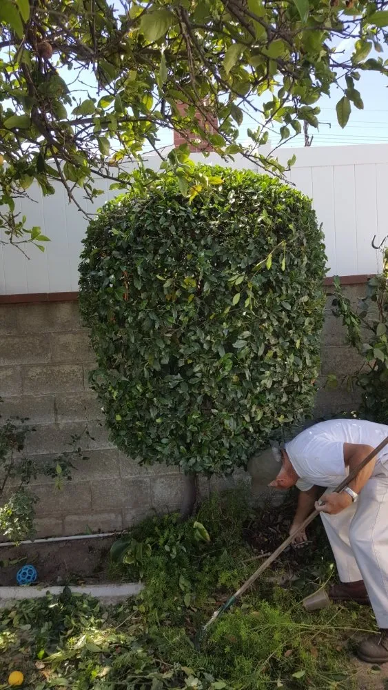 Custom lawn mowing service in North Hills, CA - Macias Landscape