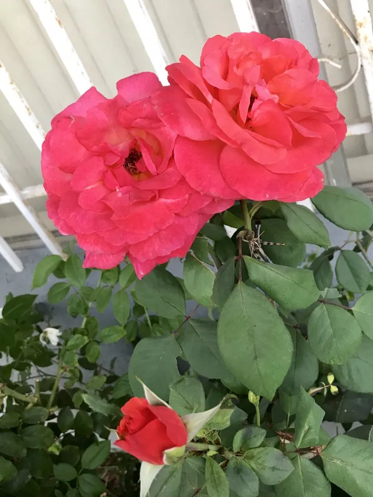 Expert landscape installation for homes across North Hills, CA - Macias Landscape