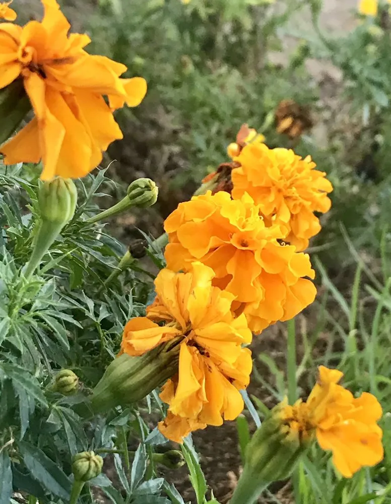 Reliable garden landscaping in North Hills, CA - Macias Landscape