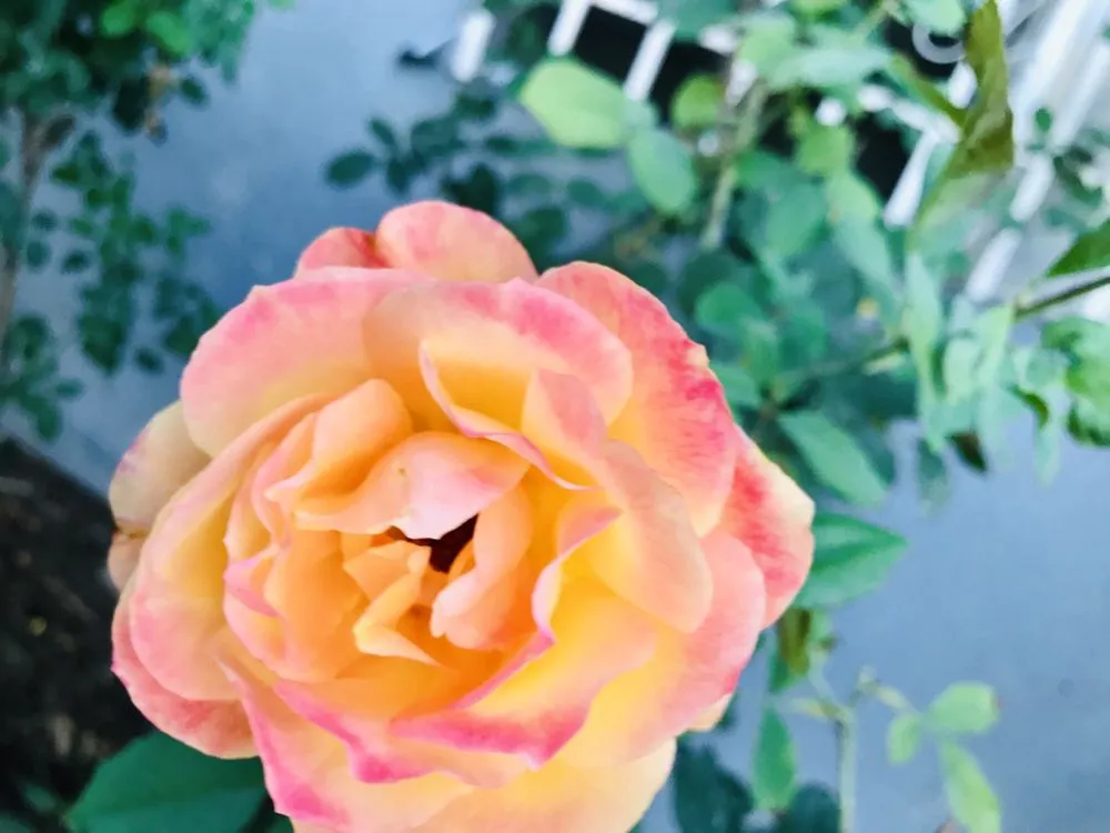 Professional yard maintenance in North Hills, CA by Macias Landscape