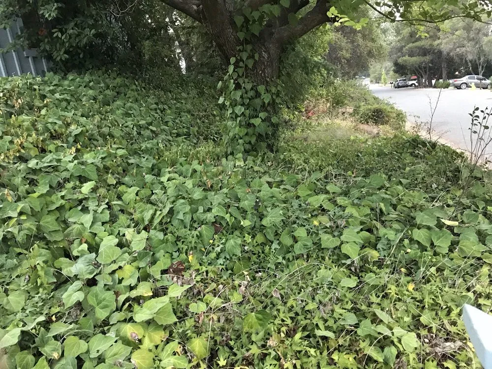 Expert yard cleanup service in Cameron Park, CA by Macias Landscaping