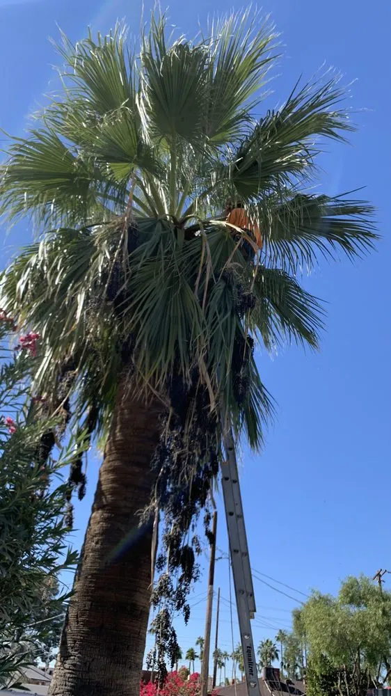 Custom outdoor landscaping experts serving Mesa, AZ - Macias Landscaping