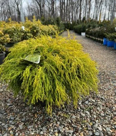 Reliable yard maintenance for beautiful yards across Morris Plains, NJ - Macias Landscaping Services