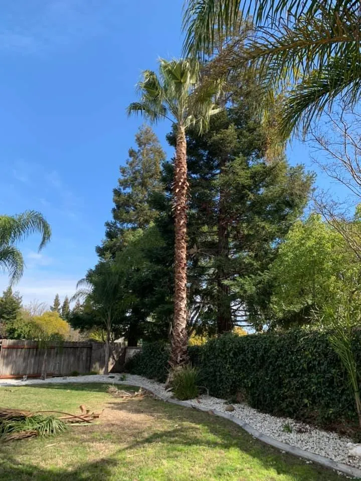 Professional lawn care service in Stockton, CA by Macias Lawn & Garden Services