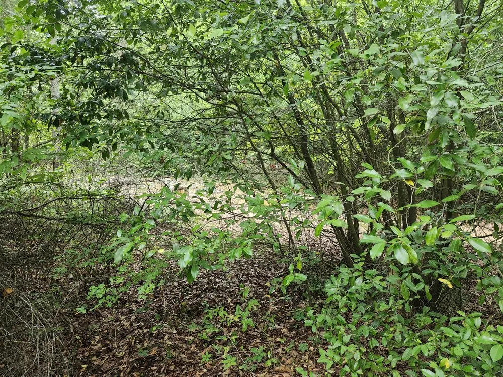 Professional lawn mowing service for year-round maintenance in Atlanta, GA by Mack Landscaping and Gardens Services