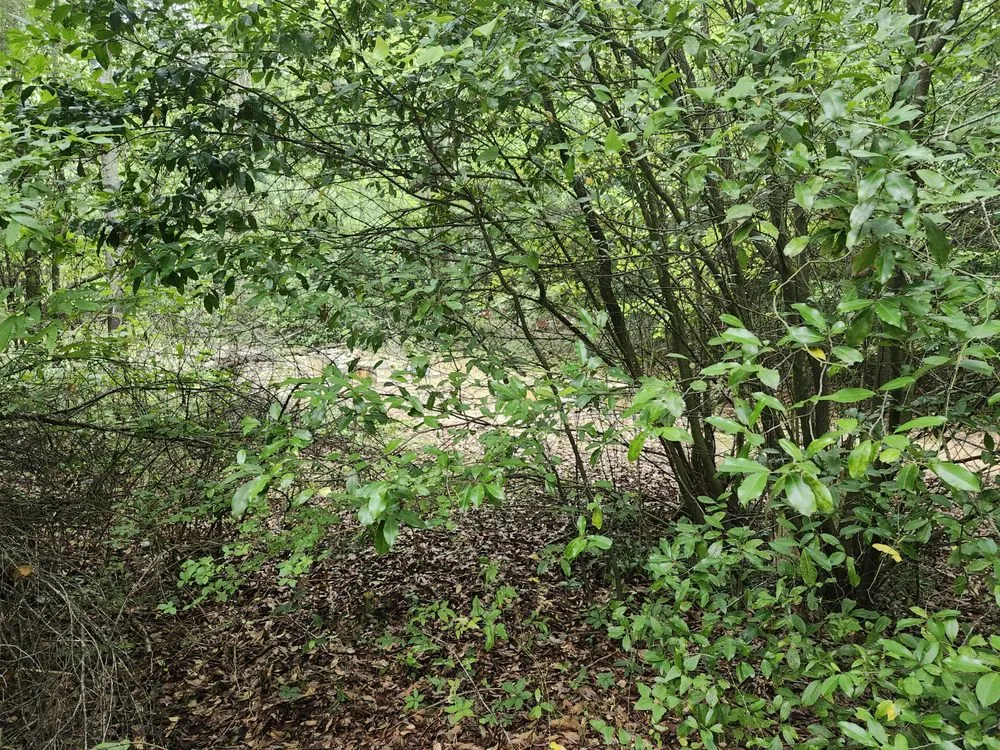 Custom yard maintenance in Atlanta, GA - Mack Landscaping and Gardens Services