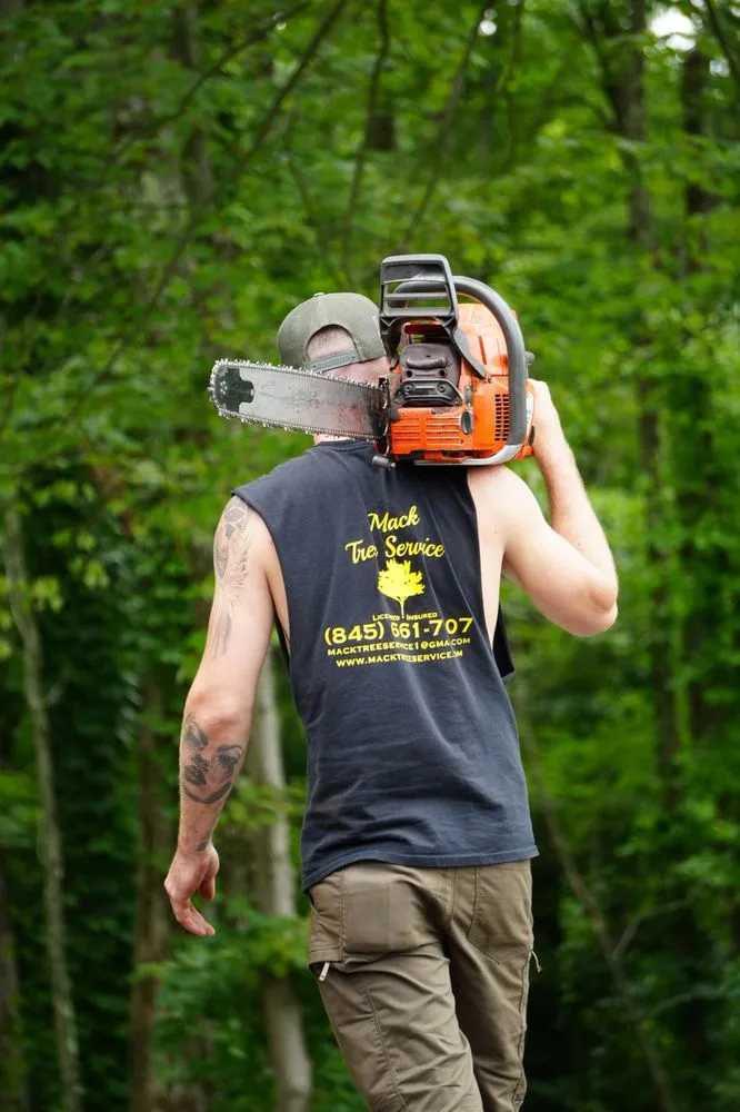 Professional yard cleanup service in Westerlo, NY by Mack Tree Service