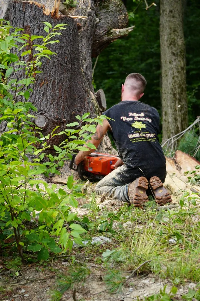 Professional yard maintenance in Westerlo, NY - Mack Tree Service
