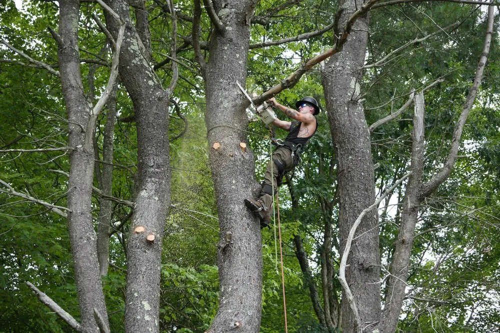 Top-rated yard maintenance for beautiful yards across Westerlo, NY - Mack Tree Service