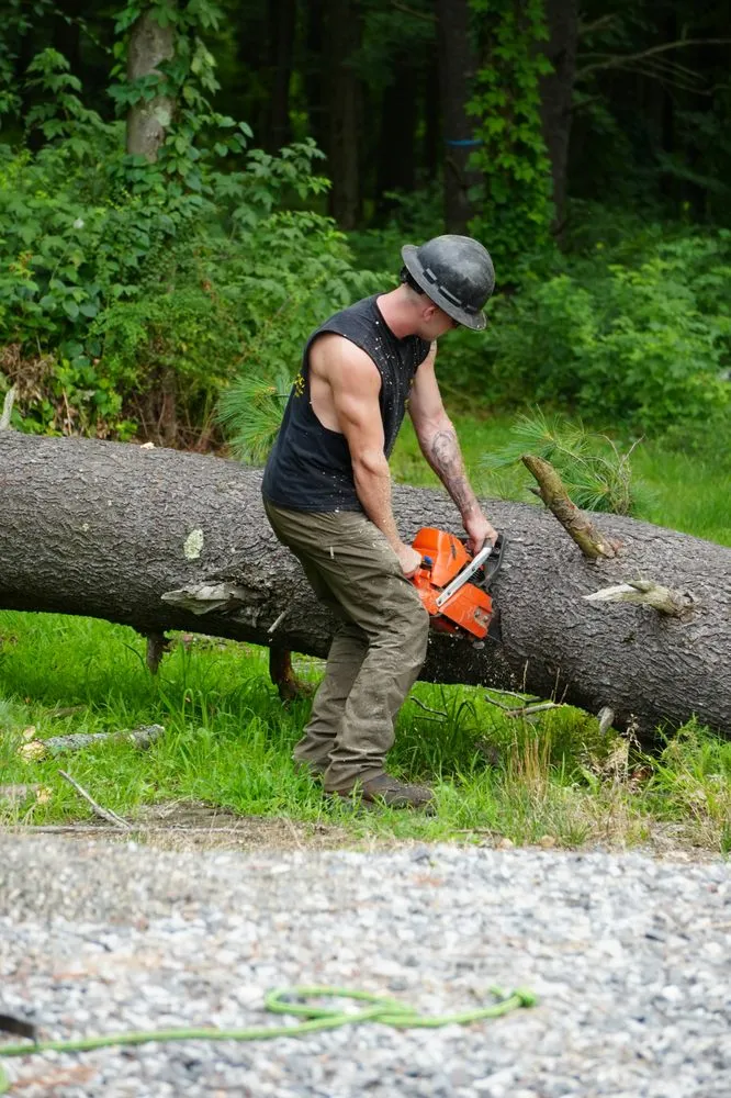 Professional residential landscaping in Westerlo, NY - Mack Tree Service