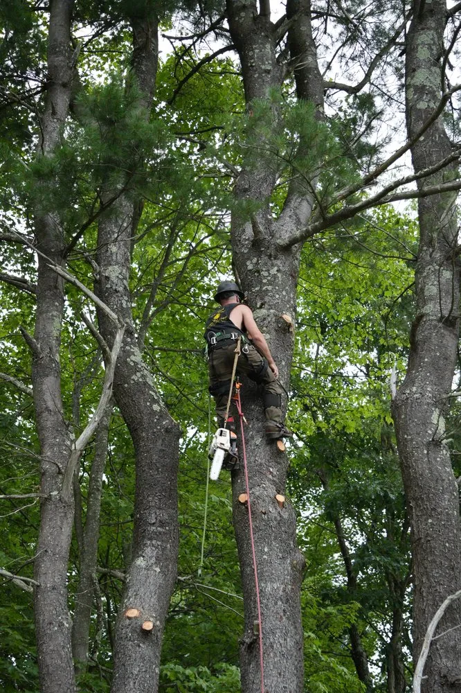 Custom outdoor landscaping with custom design across Westerlo, NY - Mack Tree Service