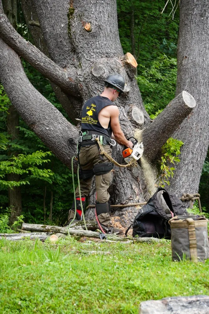 Trusted yard cleanup service in Westerlo, NY by Mack Tree Service