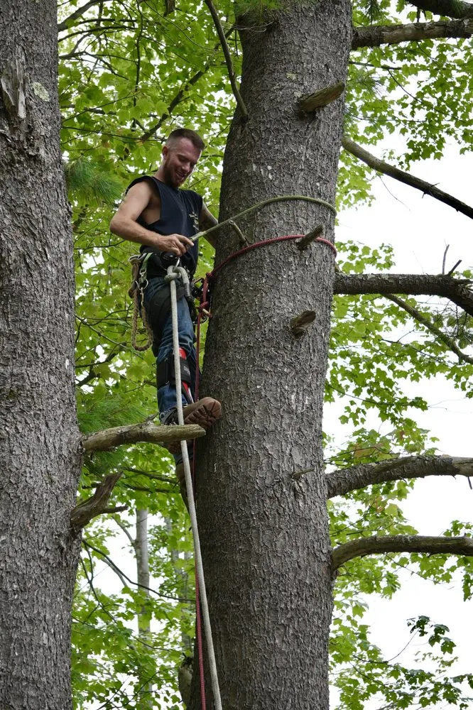 Top-rated lawn care service in Westerlo, NY - Mack Tree Service