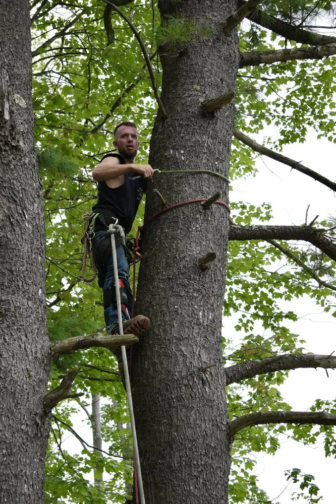 Top-rated landscape installation for beautiful yards in Westerlo, NY by Mack Tree Service