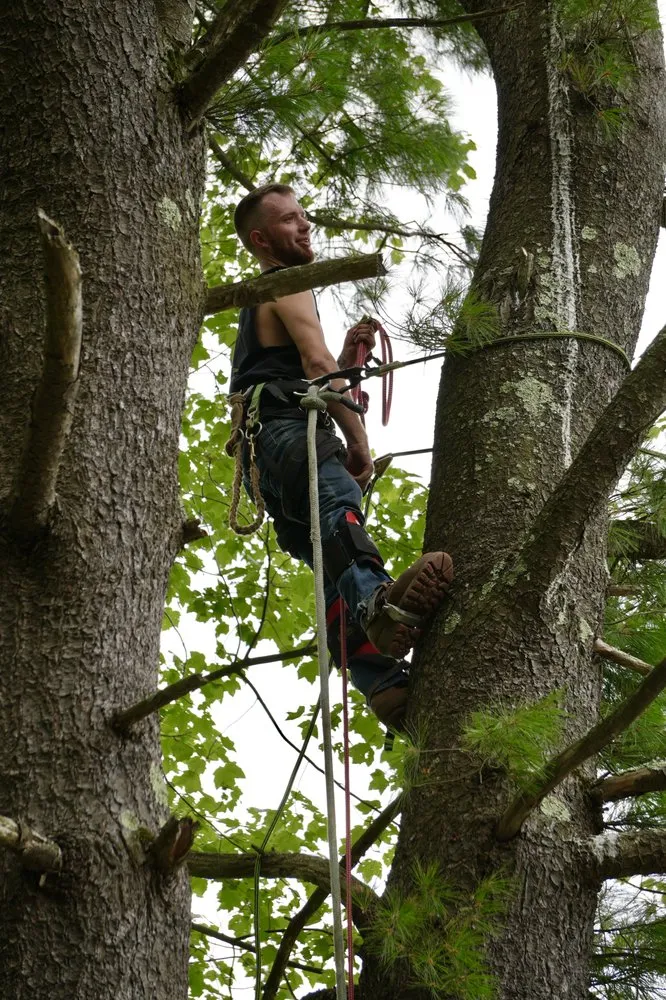 Trusted yard cleanup service for outdoor upgrades across Westerlo, NY - Mack Tree Service