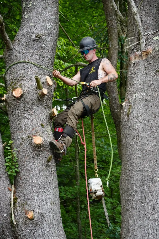 Professional outdoor landscaping experts serving Westerlo, NY - Mack Tree Service