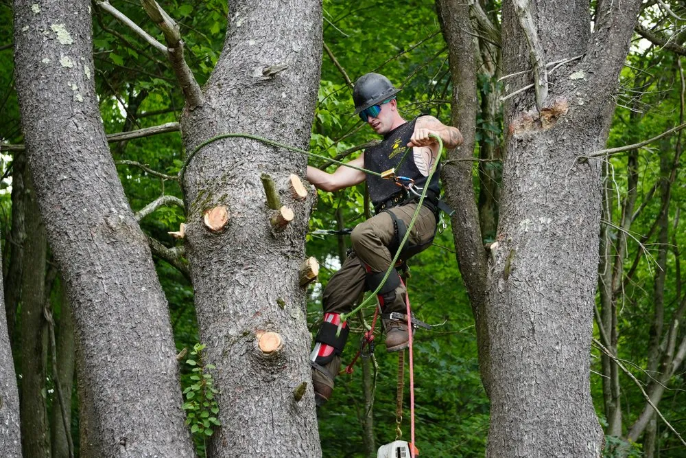 Top-rated landscape design in Westerlo, NY - Mack Tree Service