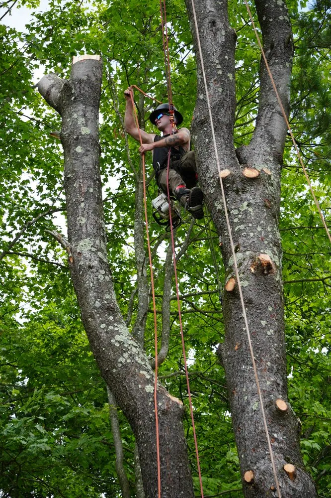 Local lawn mowing service for outdoor upgrades across Westerlo, NY - Mack Tree Service