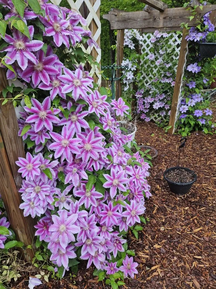 Reliable lawn care service for beautiful yards in Roanoke, VA by Mackey's Outdoor Creations