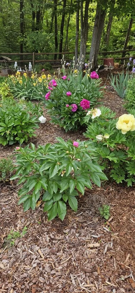 Trusted lawn care service for outdoor upgrades in Roanoke, VA by Mackey's Outdoor Creations