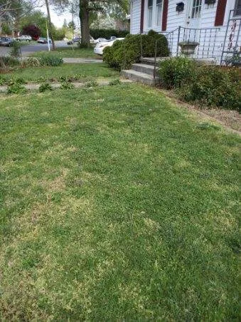 Local yard cleanup service near you across Roanoke, VA - Mack's Lawn Care